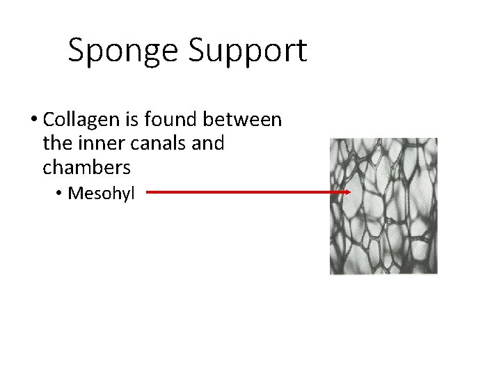 Sponge Support • Collagen is found between the inner canals and chambers • Mesohyl