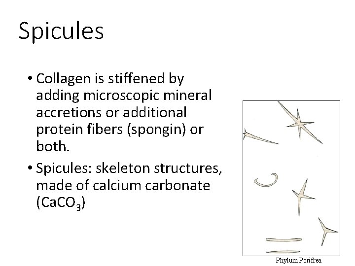 Spicules • Collagen is stiffened by adding microscopic mineral accretions or additional protein fibers