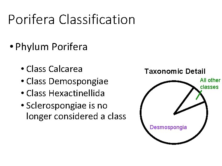 Porifera Classification • Phylum Porifera • Class Calcarea • Class Demospongiae • Class Hexactinellida