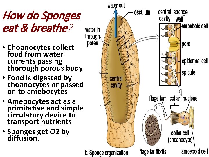 How do Sponges eat & breathe? • Choanocytes collect food from water currents passing