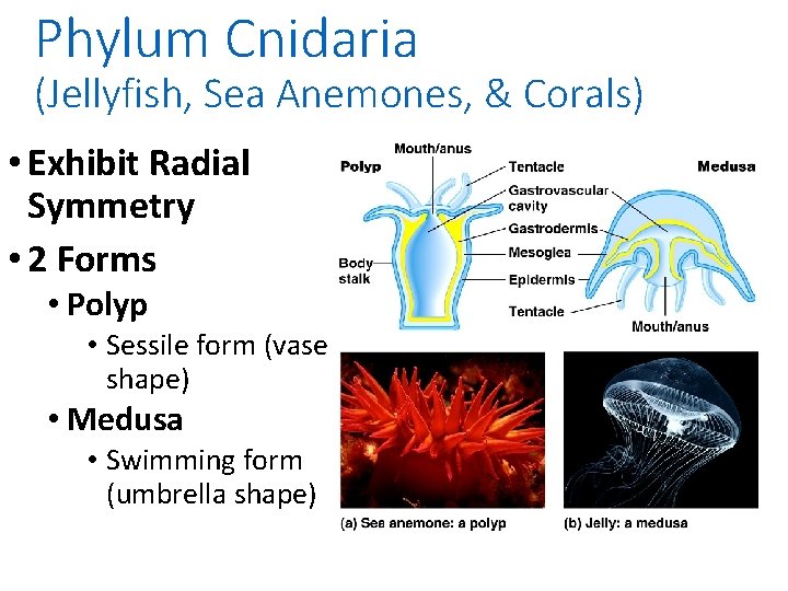 Phylum Cnidaria (Jellyfish, Sea Anemones, & Corals) • Exhibit Radial Symmetry • 2 Forms
