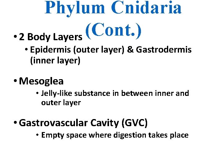 Phylum Cnidaria (Cont. ) • 2 Body Layers • Epidermis (outer layer) & Gastrodermis