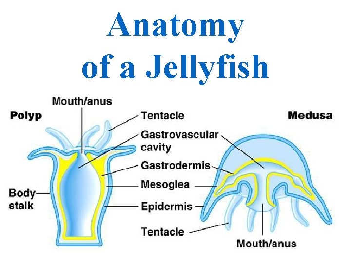 Anatomy of a Jellyfish 