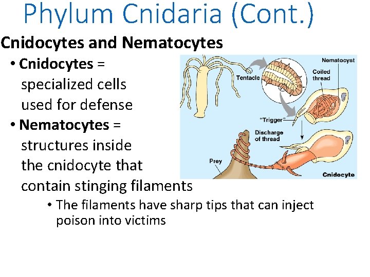 Phylum Cnidaria (Cont. ) Cnidocytes and Nematocytes • Cnidocytes = specialized cells used for