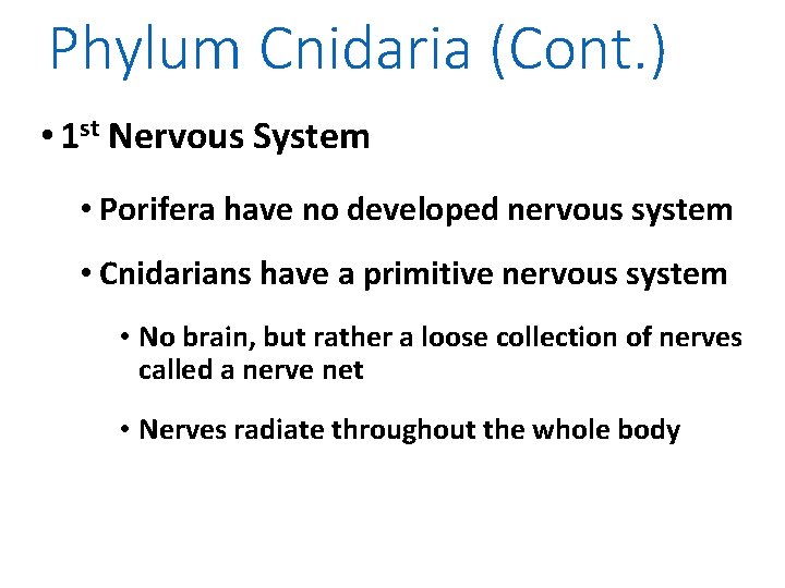 Phylum Cnidaria (Cont. ) • 1 st Nervous System • Porifera have no developed
