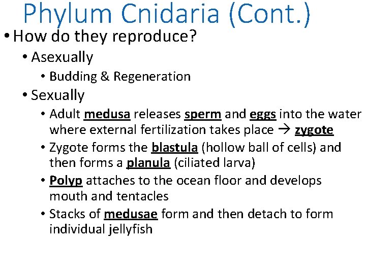 Phylum Cnidaria (Cont. ) • How do they reproduce? • Asexually • Budding &