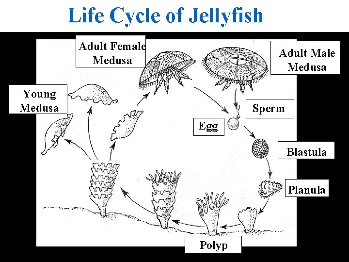 Life Cycle of Jellyfish Adult Female Medusa Adult Male Medusa Young Medusa Sperm Egg