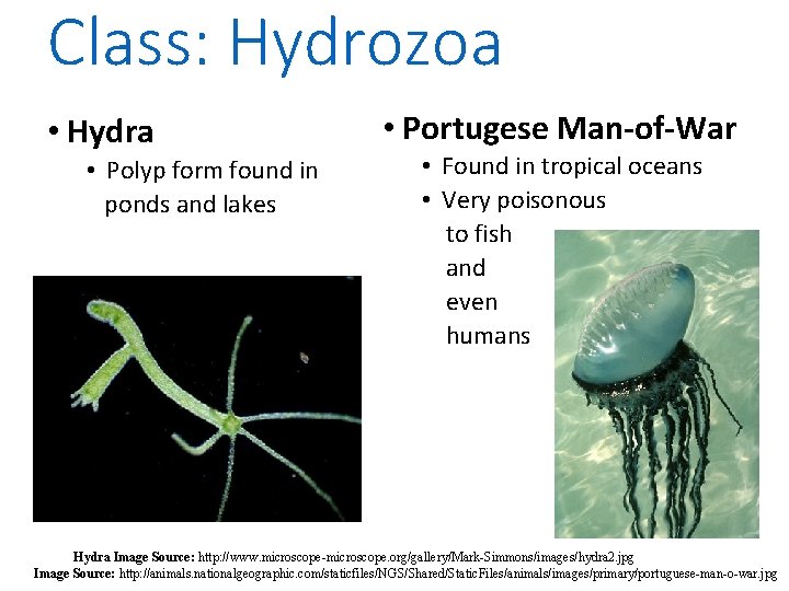 Class: Hydrozoa • Hydra • Polyp form found in ponds and lakes • Portugese