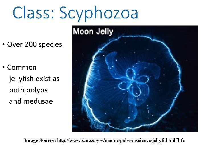 Class: Scyphozoa • Over 200 species • Common jellyfish exist as both polyps and