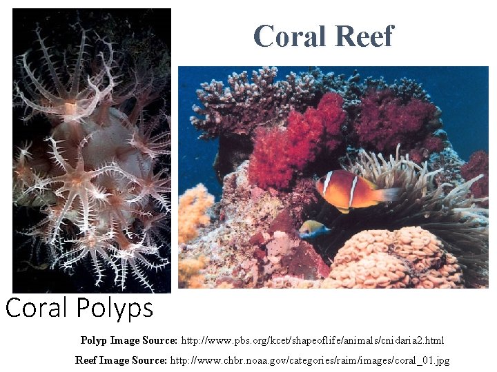 Coral Reef Coral Polyps Polyp Image Source: http: //www. pbs. org/kcet/shapeoflife/animals/cnidaria 2. html Reef