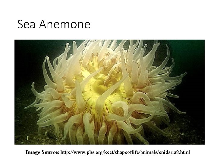Sea Anemone Image Source: http: //www. pbs. org/kcet/shapeoflife/animals/cnidaria 8. html 