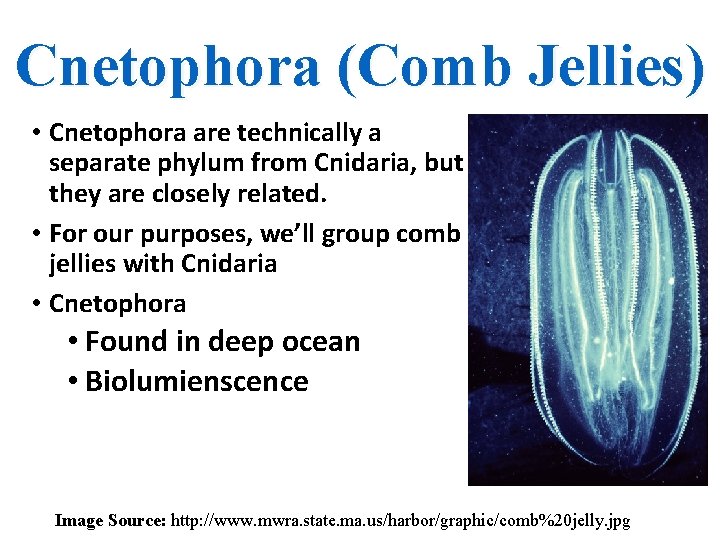 Cnetophora (Comb Jellies) • Cnetophora are technically a separate phylum from Cnidaria, but they