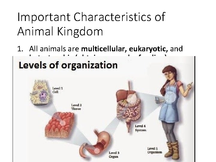 Important Characteristics of Animal Kingdom 1. All animals are multicellular, eukaryotic, and hetertrophic (obtain