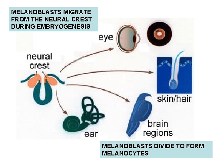 MELANOBLASTS MIGRATE FROM THE NEURAL CREST DURING EMBRYOGENESIS MELANOBLASTS DIVIDE TO FORM MELANOCYTES MELANOBLASTS MIGRATE FROM THE NEURAL CREST DURING EMBRYOGENESIS MELANOBLASTS DIVIDE TO FORM MELANOCYTES