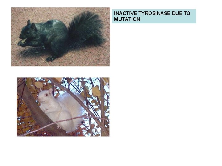 INACTIVE TYROSINASE DUE TO MUTATION INACTIVE TYROSINASE DUE TO MUTATION