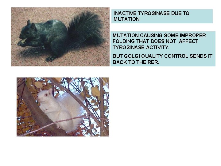 INACTIVE TYROSINASE DUE TO MUTATION CAUSING SOME IMPROPER FOLDING THAT DOES NOT AFFECT TYROSINASE INACTIVE TYROSINASE DUE TO MUTATION CAUSING SOME IMPROPER FOLDING THAT DOES NOT AFFECT TYROSINASE