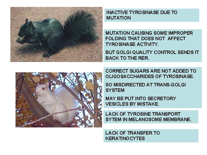 INACTIVE TYROSINASE DUE TO MUTATION CAUSING SOME IMPROPER FOLDING THAT DOES NOT AFFECT TYROSINASE INACTIVE TYROSINASE DUE TO MUTATION CAUSING SOME IMPROPER FOLDING THAT DOES NOT AFFECT TYROSINASE
