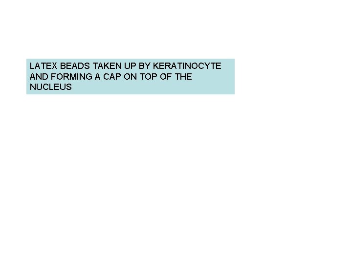 LATEX BEADS TAKEN UP BY KERATINOCYTE AND FORMING A CAP ON TOP OF THE LATEX BEADS TAKEN UP BY KERATINOCYTE AND FORMING A CAP ON TOP OF THE