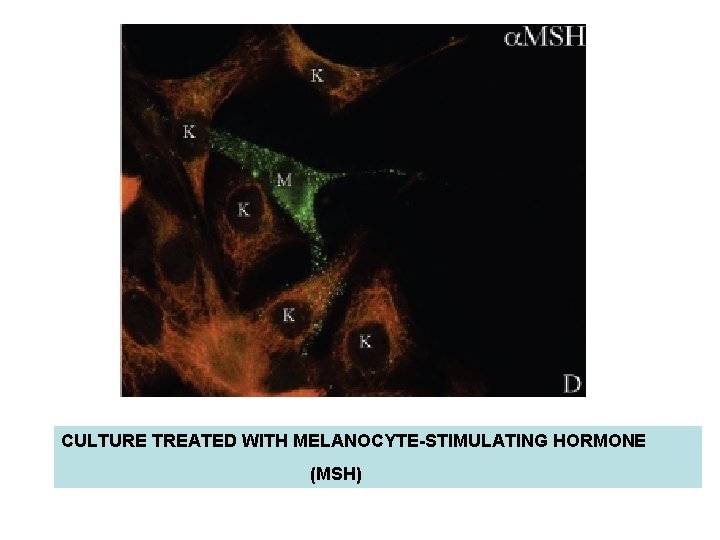 CULTURE TREATED WITH MELANOCYTE-STIMULATING HORMONE (MSH) CULTURE TREATED WITH MELANOCYTE-STIMULATING HORMONE (MSH)