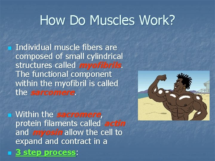 How Do Muscles Work? n n n Individual muscle fibers are composed of small