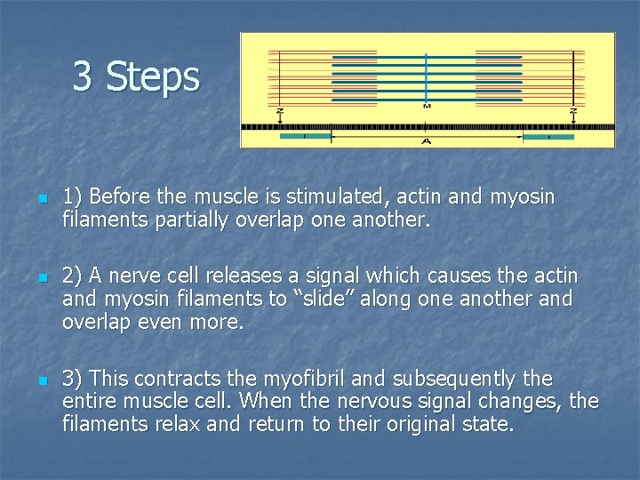 3 Steps n n n 1) Before the muscle is stimulated, actin and myosin