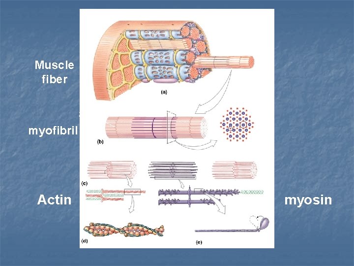 Muscle fiber sarcomere Z-line myofibril Actin myosin Thin myofilament Myosin molecule of thick myofilament