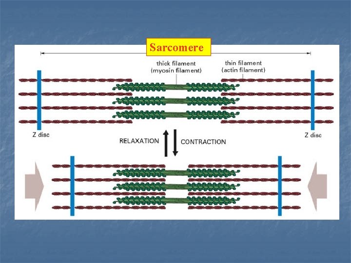 Sarcomere 