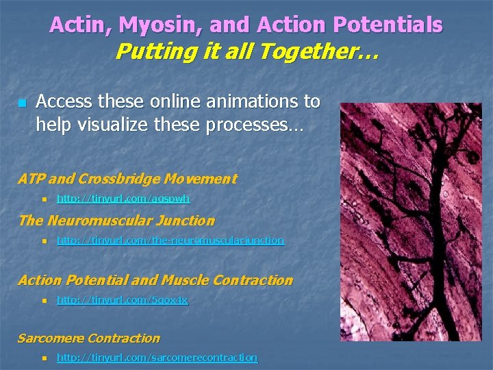 Actin, Myosin, and Action Potentials Putting it all Together… n Access these online animations