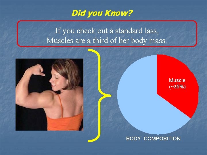 Did you Know? If you check out a standard lass, Muscles are a third