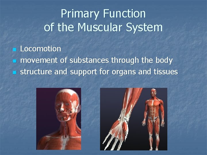Primary Function of the Muscular System n n n Locomotion movement of substances through