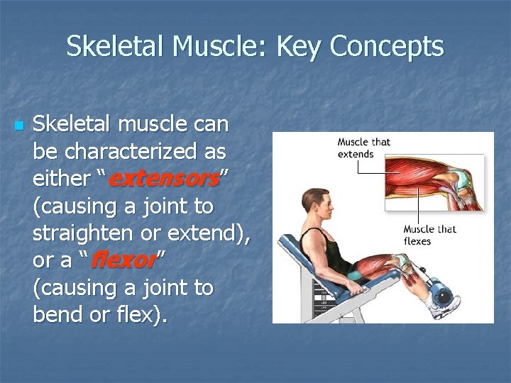 Skeletal Muscle: Key Concepts n Skeletal muscle can be characterized as either “extensors” (causing