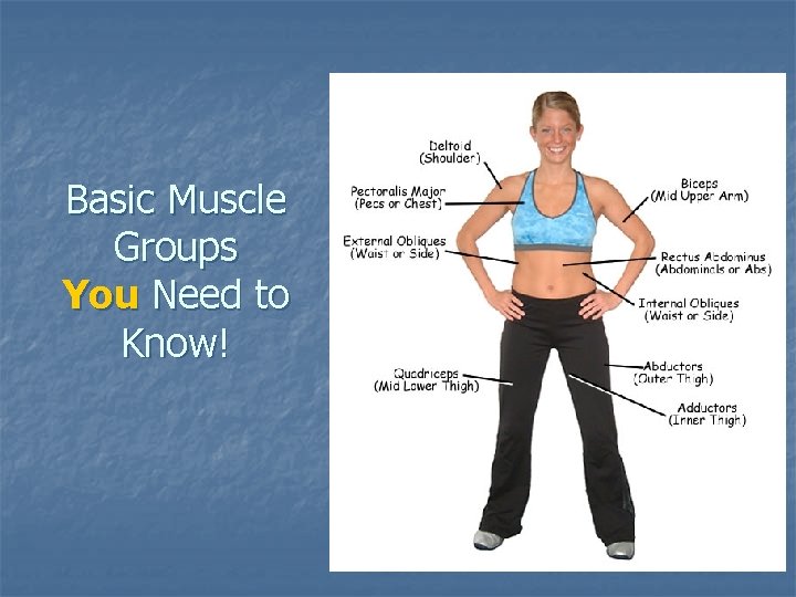 Basic Muscle Groups You Need to Know! 