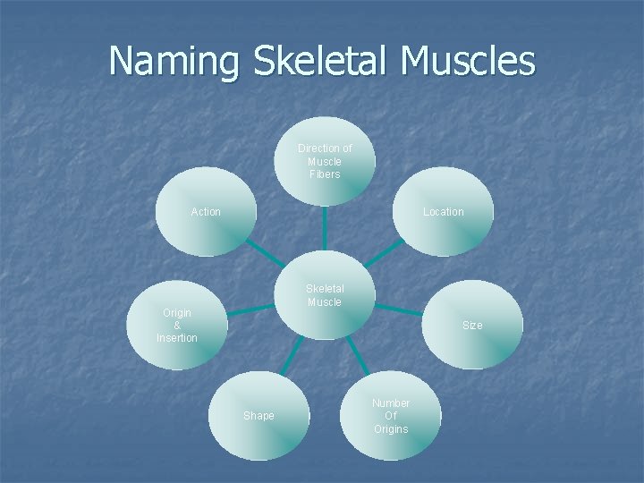 Naming Skeletal Muscles Direction of Muscle Fibers Location Action Skeletal Muscle Origin & Insertion