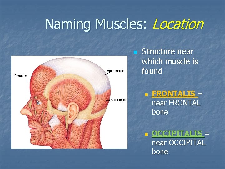 Naming Muscles: Location n Structure near which muscle is found n n FRONTALIS =