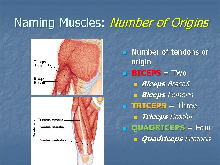 Naming Muscles: Number of Origins n n Number of tendons of origin BICEPS =