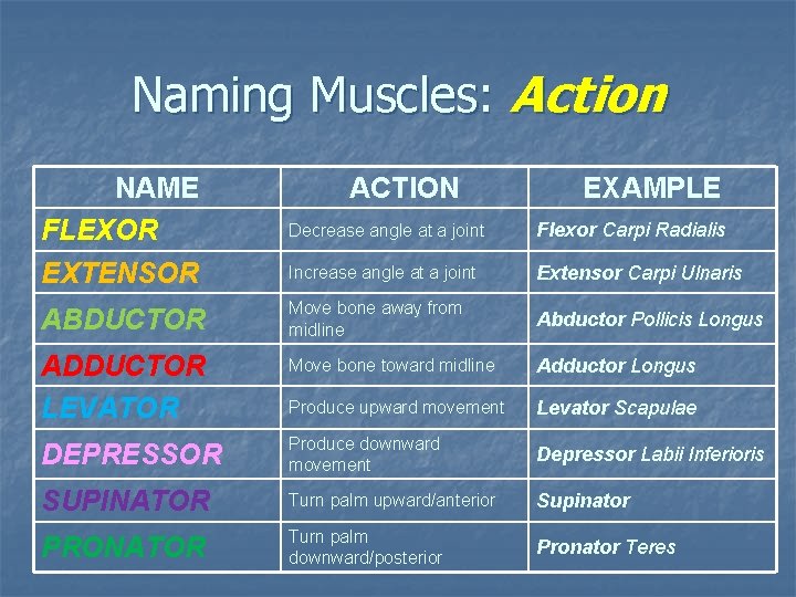 Naming Muscles: Action NAME FLEXOR EXTENSOR ACTION EXAMPLE Decrease angle at a joint Flexor