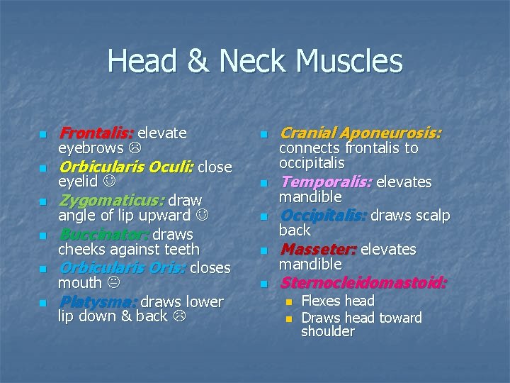 Head & Neck Muscles n Frontalis: elevate n Orbicularis Oculi: close n n eyebrows