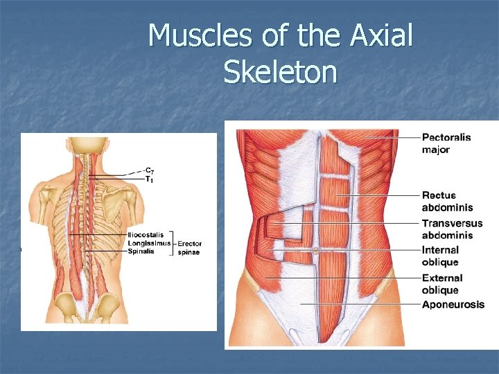 Muscles of the Axial Skeleton 