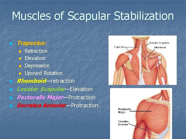 Muscles of Scapular Stabilization n Trapezius: n n n n Retraction Elevation Depression Upward