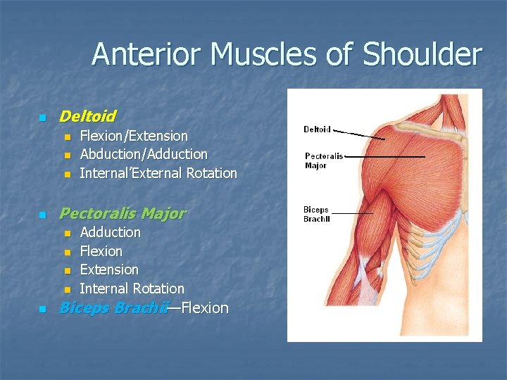 Anterior Muscles of Shoulder n Deltoid n n Pectoralis Major n n n Flexion/Extension