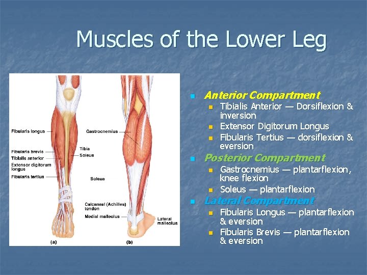 Muscles of the Lower Leg n Anterior Compartment n n Posterior Compartment n n