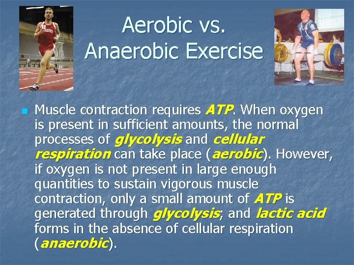 Aerobic vs. Anaerobic Exercise n Muscle contraction requires ATP. When oxygen is present in