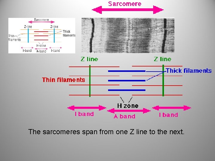 The sarcomeres span from one Z line to the next. 
