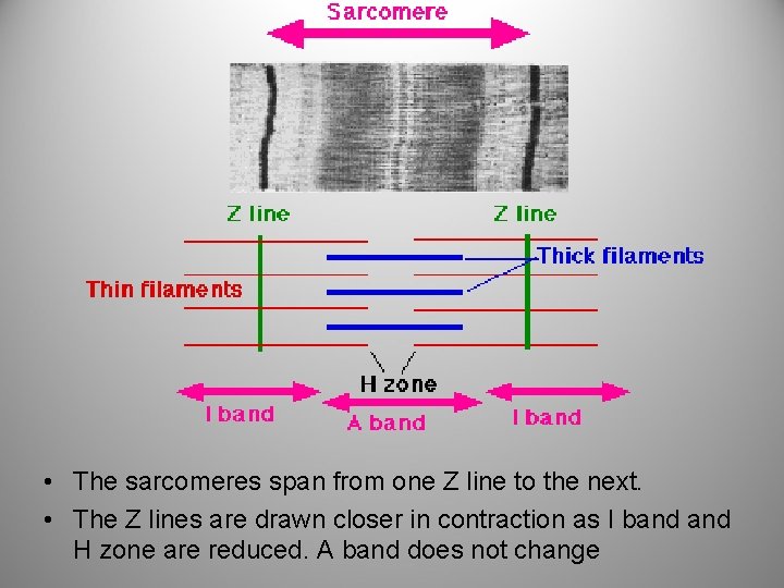  • The sarcomeres span from one Z line to the next. • The