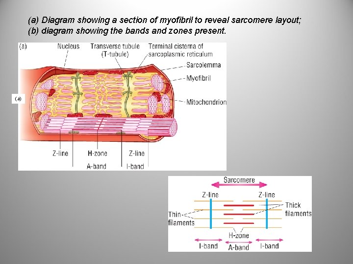 (a) Diagram showing a section of myofibril to reveal sarcomere layout; (b) diagram showing