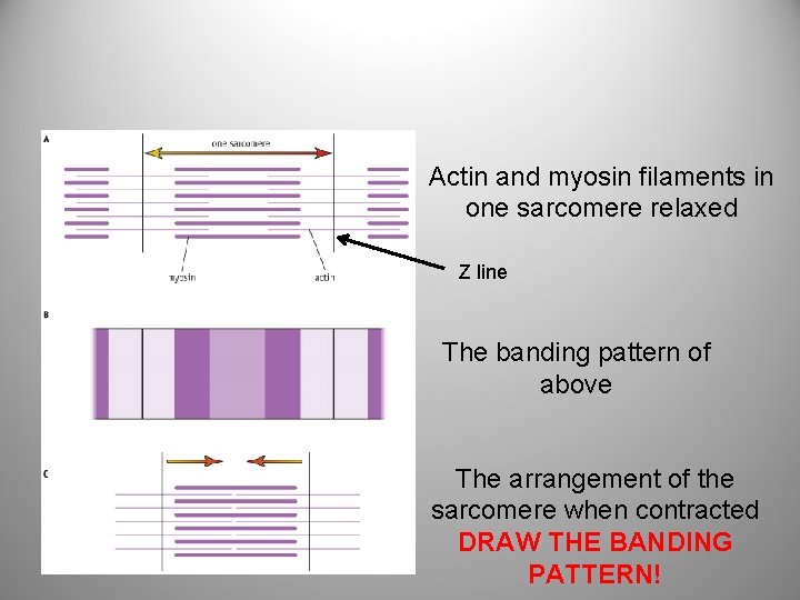 Actin and myosin filaments in one sarcomere relaxed Z line The banding pattern of