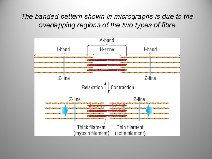 The banded pattern shown in micrographs is due to the overlapping regions of the