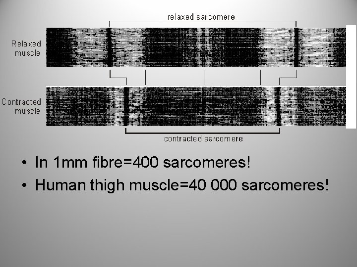  • In 1 mm fibre=400 sarcomeres! • Human thigh muscle=40 000 sarcomeres! 
