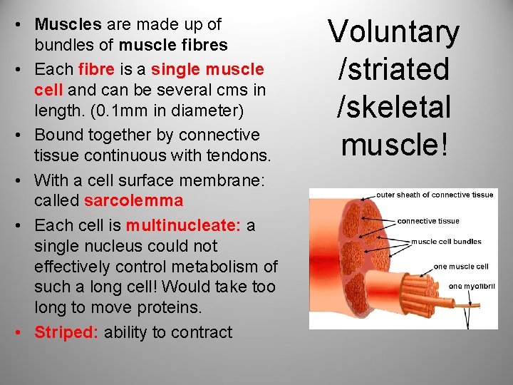  • Muscles are made up of bundles of muscle fibres • Each fibre