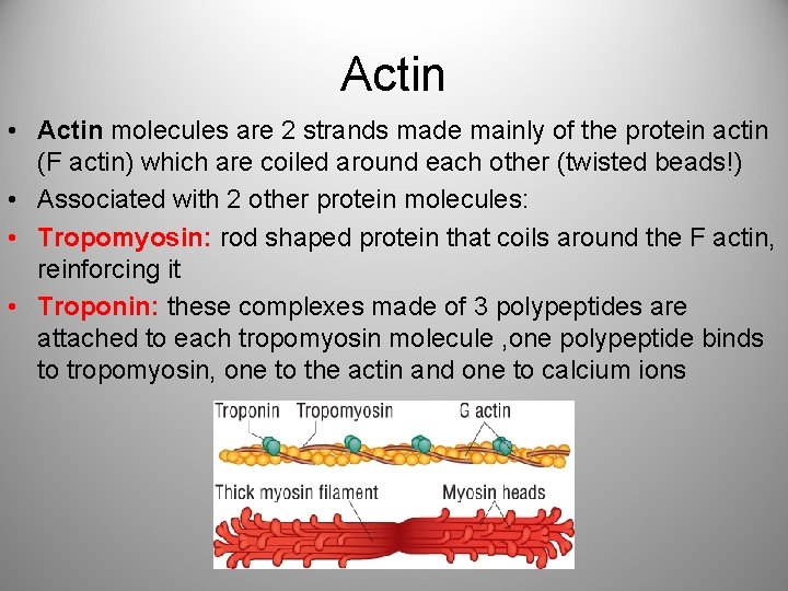 Actin • Actin molecules are 2 strands made mainly of the protein actin (F